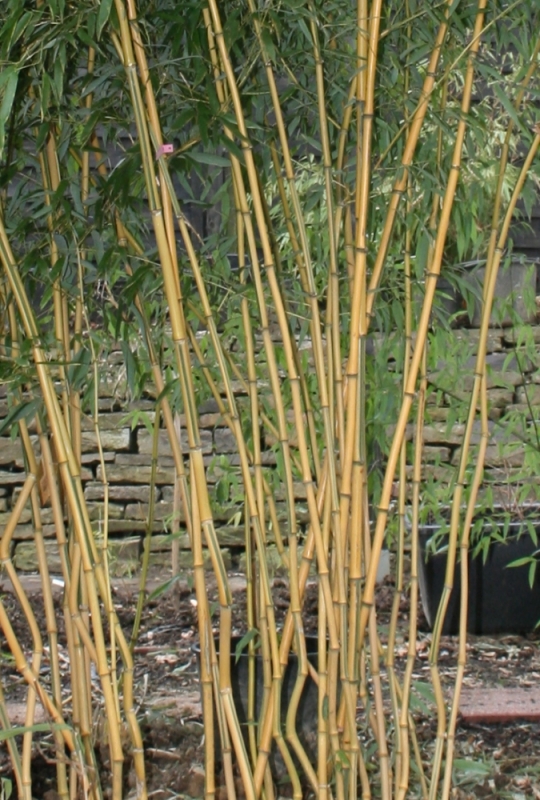  Phyllostachys aureosulcata spectabilis lama tempel ID = 