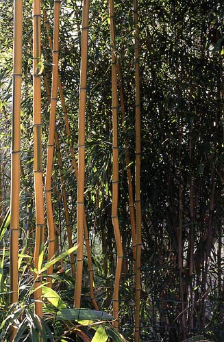  Phyllostachys aureosulcata McClure f.spectabilis ID = 