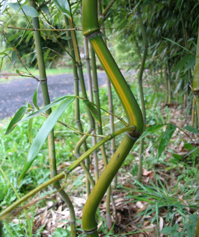  Phyllostachys aureosulcata Yellow Groove ID = 