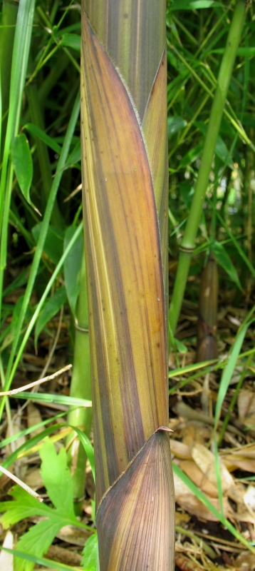  Phyllostachys decora  Beautiful Bamboo ID = 