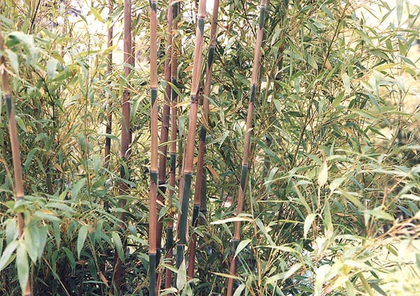  Phyllostachys nigra henonis ID = 