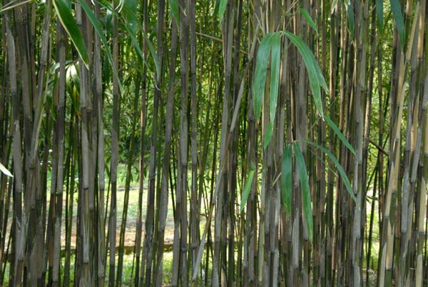  Pseudosasa japonica (Sieb. & Zucc.) Makino var.pleioblastoides Muro ID = 