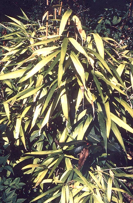  Pseudosasa japonica (Sieb. & Zucc.) Makino f.akebono H. Okamura ID = 