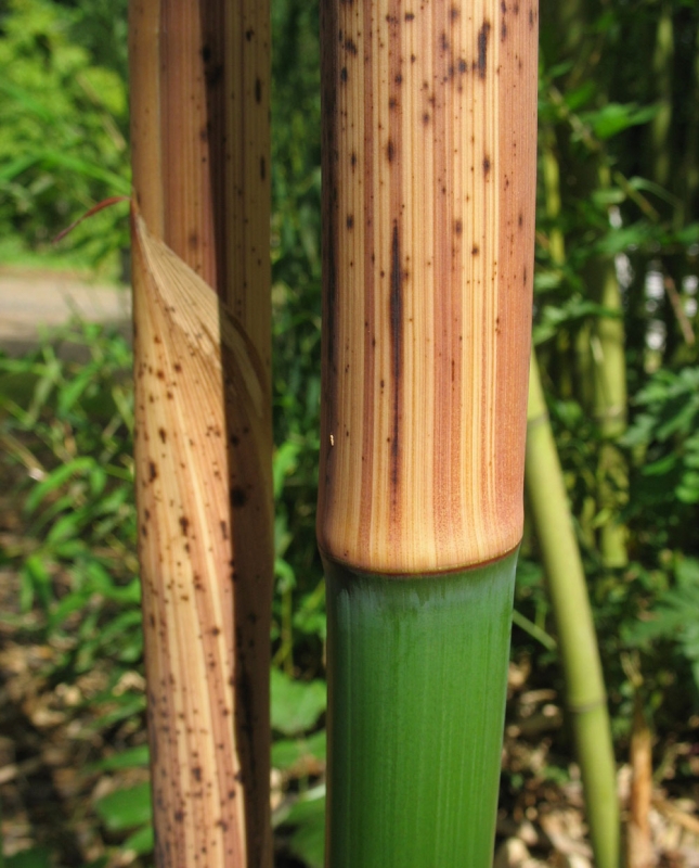  Phyllostachys angusta ID = 