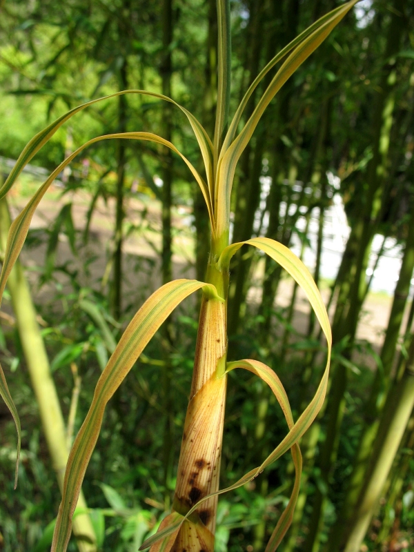  Phyllostachys angusta ID = 