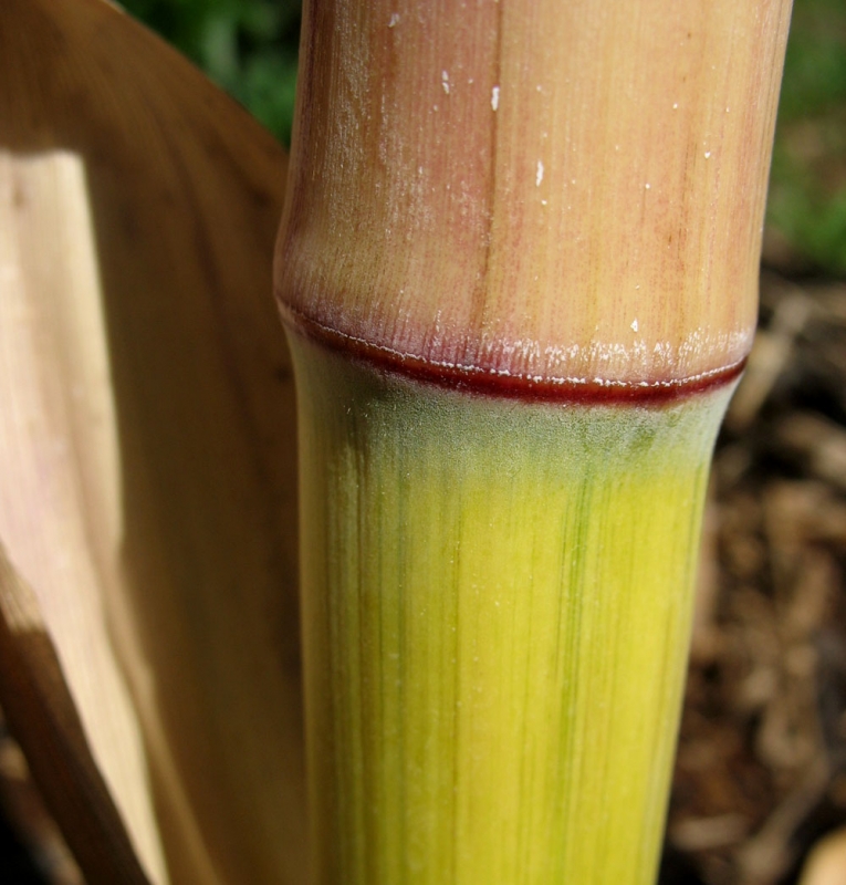  Phyllostachys aureosulcata Harbin Inversa ID = 