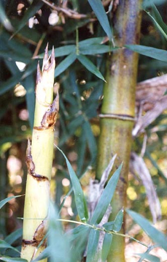  Bambusa arundinacea ID = 