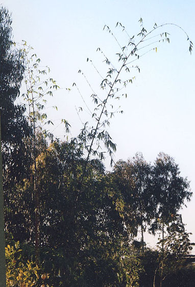  Bambusa balcooa ID = 
