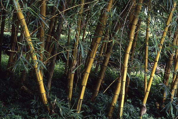  Bambusa vulgaris Schrader var.vittata A. & C. Riv. ID = 