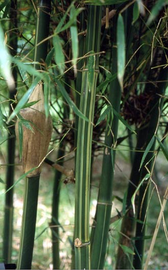  Bambusa albo-lineata Chia ID = 