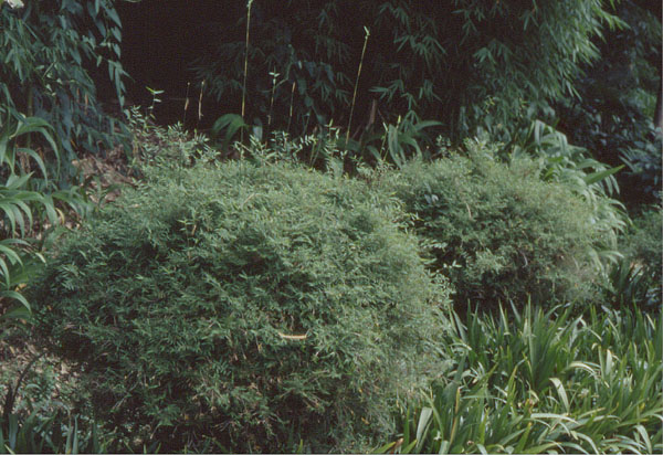  Bambusa multiplex (Lour.) Raeuschel var.elegans ID = 