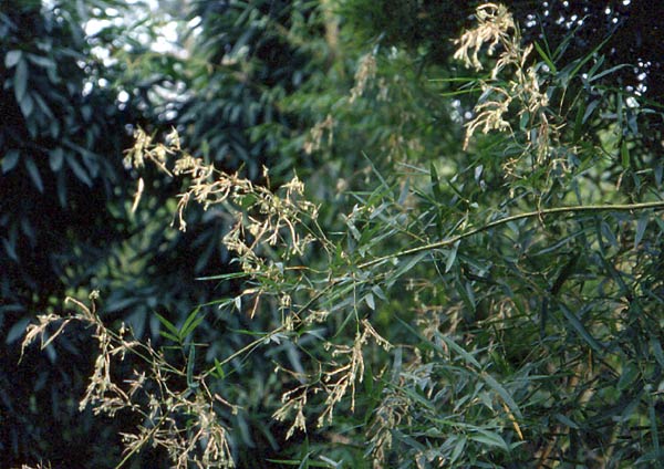  Bambusa sinospinosa McClure ID = 
