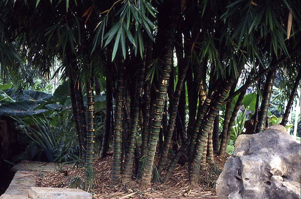  Bambusa vulgaris ID = 
