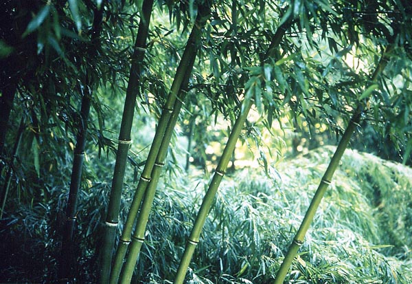  Phyllostachys atrovaginata ID = 