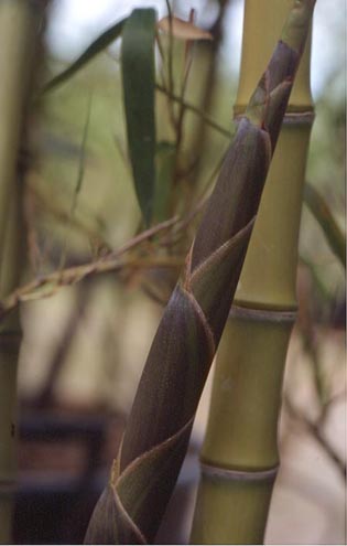  Phyllostachys atrovaginata ID = 