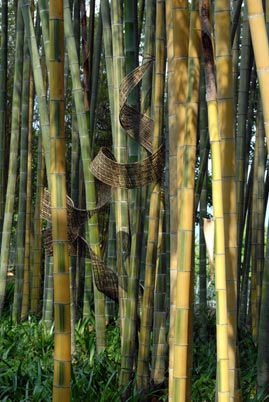  Phyllostachys edulis  bicolor ID = 