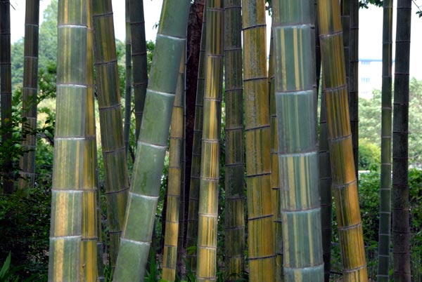  Phyllostachys edulis nabeshimana Muroi ID = 