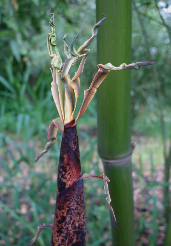  Phyllostachys iridescens ID = 