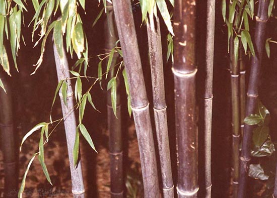  Phyllostachys nigra ID = 