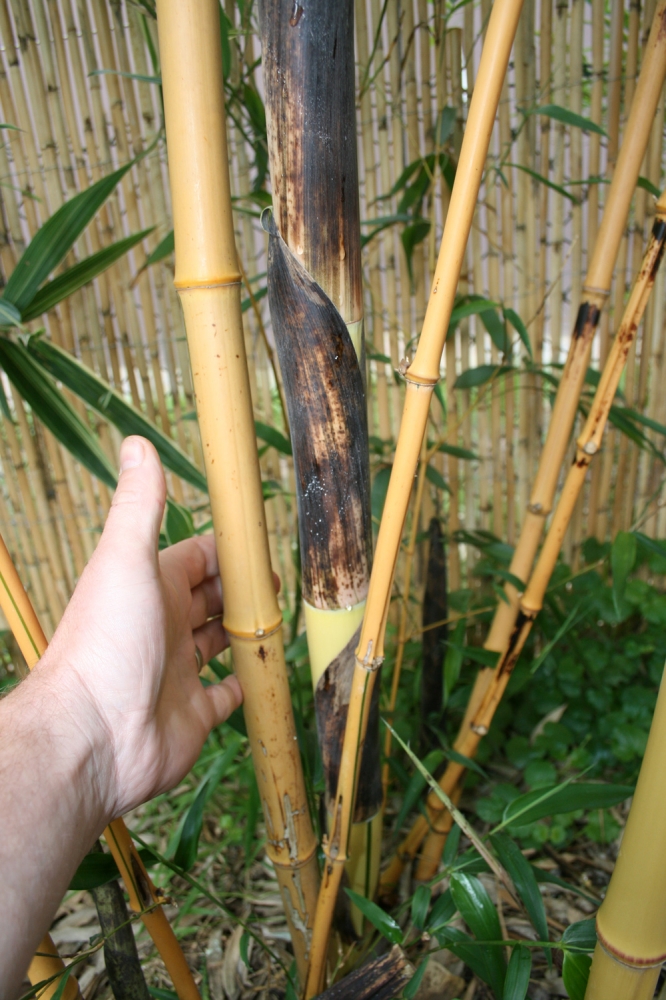  Phyllostachys vivax aureocaulis ID = 