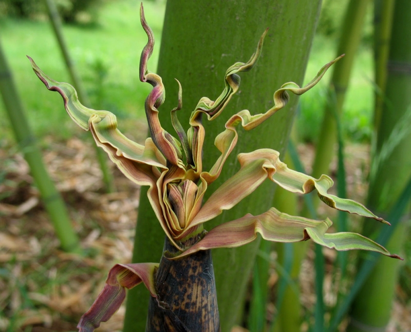  Phyllostachys vivax ID = 