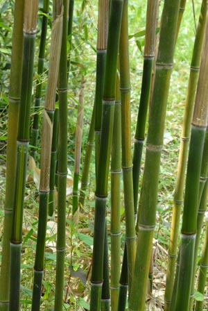  Phyllostachys aureosulcata McClure ID = 