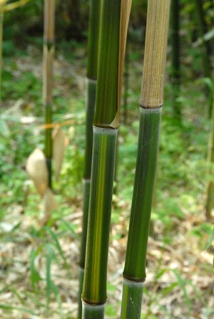  Phyllostachys aureosulcata McClure ID = 