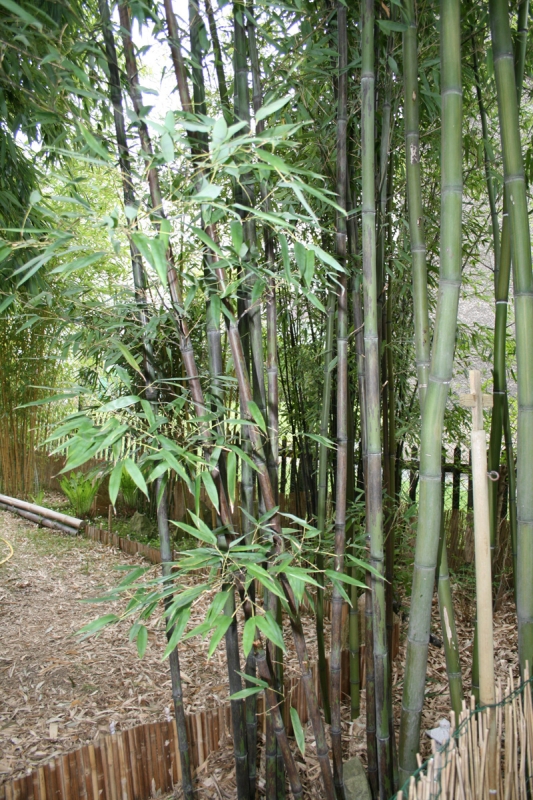  Phyllostachys nigra Boryana ID = 