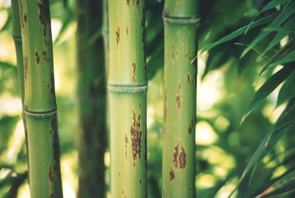  Phyllostachys nigra boryana ID = 