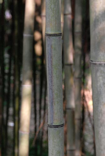  Phyllostachys nigra megurochiku ID = 