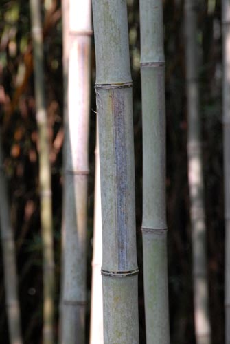  Phyllostachys nigra megurochiku ID = 