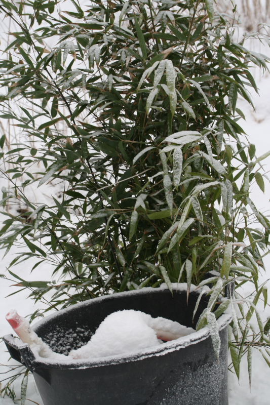  Phyllostachys nigra Daikokuchiku ID = 