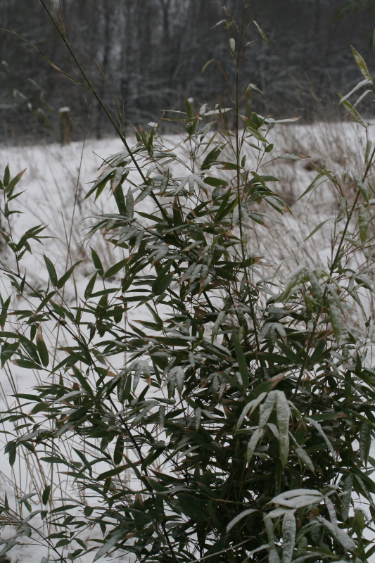  Phyllostachys nigra Daikokuchiku ID = 