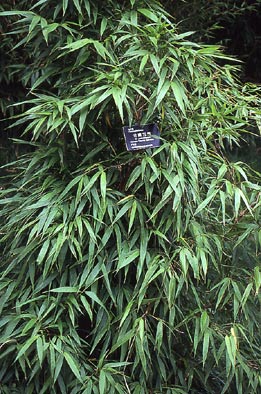  Chimonobambusa yunnanensis Hsueh & W.P. Zhang ID = 