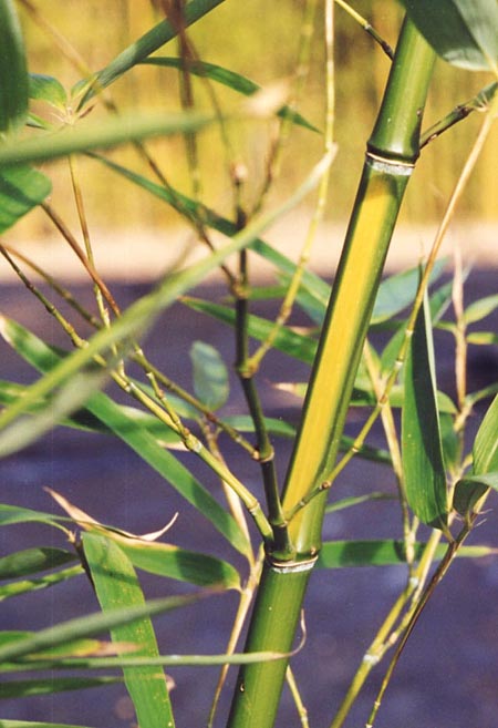  Phyllostachys praecox notata ID = 