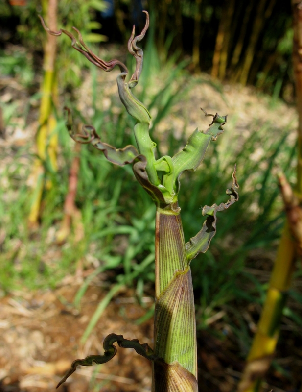  Phyllostachys praecox Viridisulcata ID = 