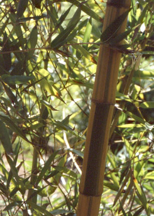  Phyllostachys praecox viridisulcata ID = 