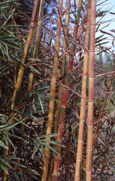  Phyllostachys praecox viridisulcata ID = 