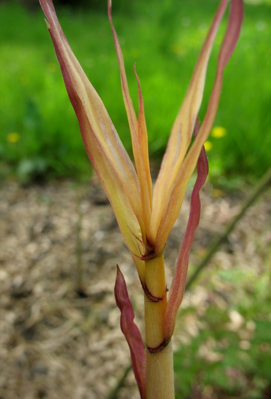  Phyllostachys edulis Goldstripe ID = 