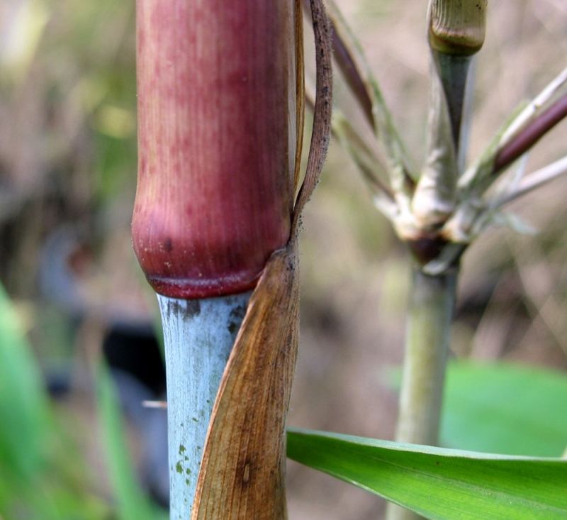  Borinda lushiensis ID = 