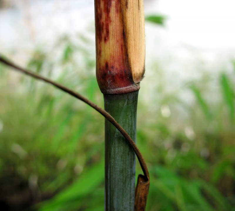  Borinda lushiensis ID = 