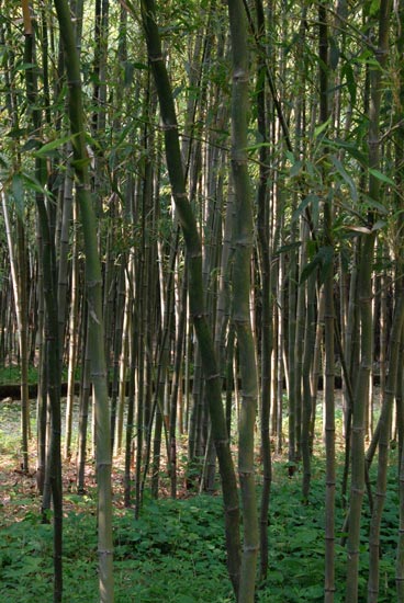  Phyllostachys bambusoides ID = 