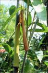 Dendrocalamus latiflorus Munro