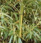 Phyllostachys bambusoides  castillonis inversa