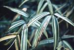 Phyllostachys bambusoides  castillonis-inversa variegata