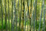 Phyllostachys bambusoides marliacea Muroi Phyllostachys bambusoides marliacea Muroi