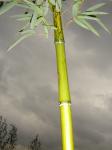 Phyllostachys vivax Huangwenzhu Phyllostachys vivax Huangwenzhu
