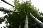 Phyllostachys vivax huanwenzhu