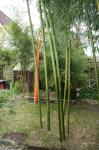 Phyllostachys vivax Huangwenzhu