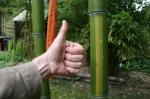 Phyllostachys vivax Huangwenzhu